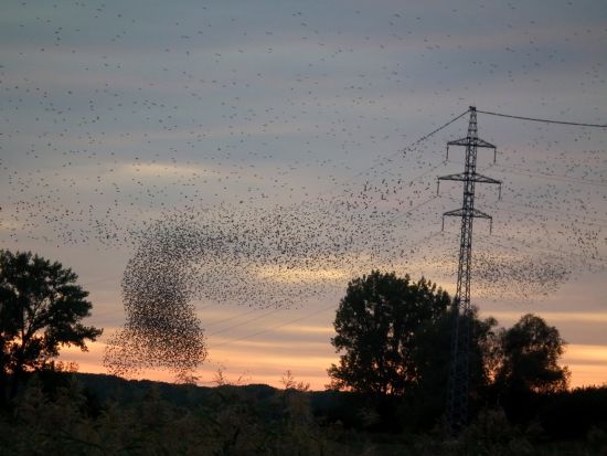 Bezpečnejšie elektrické vedenia pozdĺž Dunaja zachránia tisíce vtákov