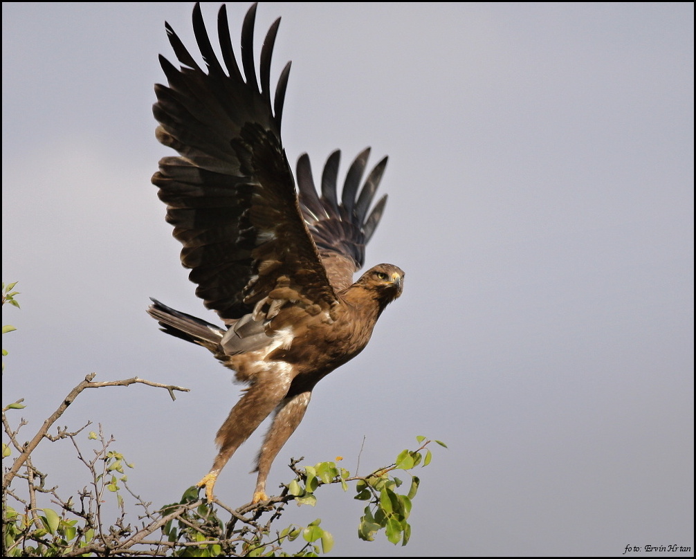 Aquila pomarina - foto Ervin Hrtan 4