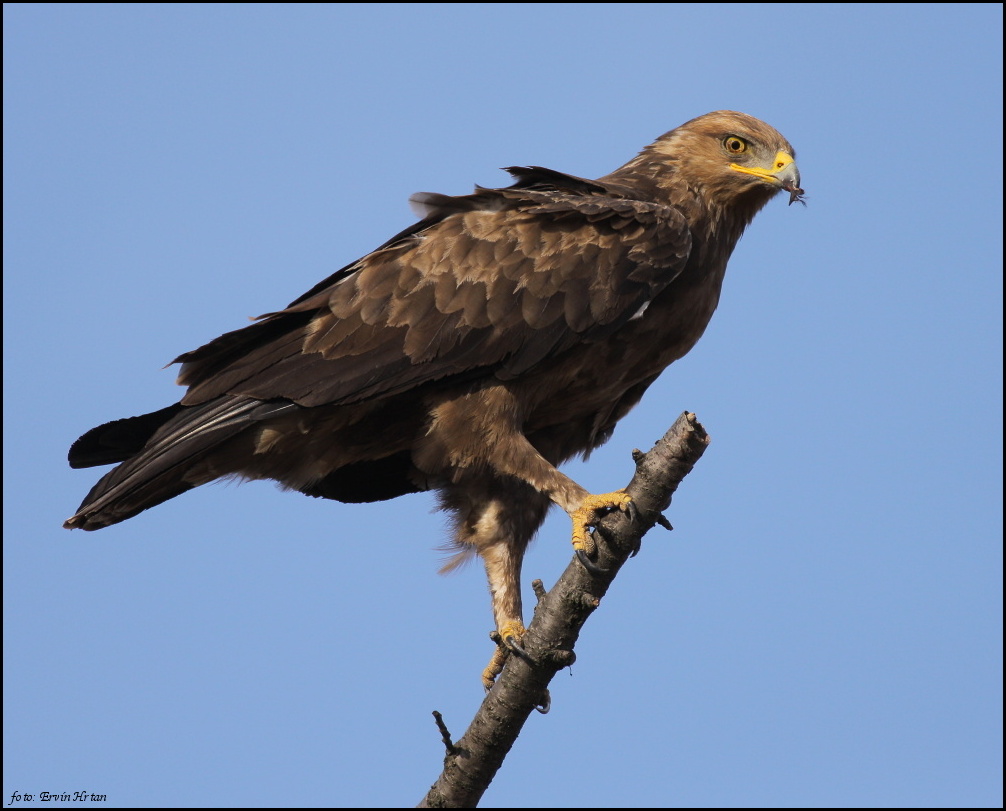 Aquila pomarina - foto Ervin Hrtan 17