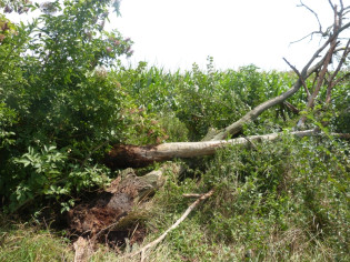 Vyvrten strom na hniezdisku s. ervenonohho.jpg