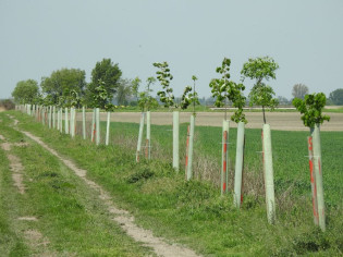 vysadba-stromov_zdroj dravce.sk.jpg