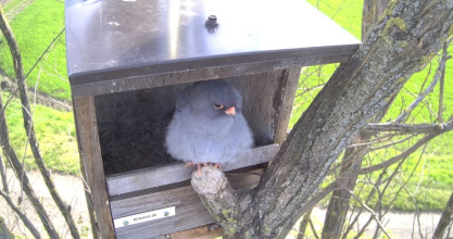 prve tohtorocne budky obsadene sokolom cervenonohym_zdroj kukaj.sk (2).jpg