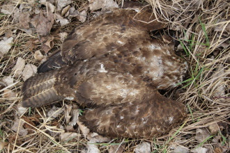 poisoned_Buteo_buteo_Jozef_Lengyel.jpg