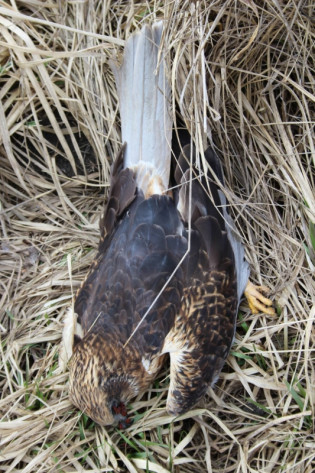 poisoned_harrier_Jozef_Lengyel.jpg