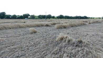 20180701_hniezdo_Cpygargus_TVeselovsky.jpg