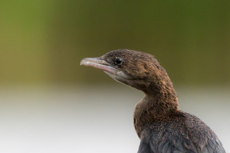 Kormoran_maly_Vojto_Szucs.jpg