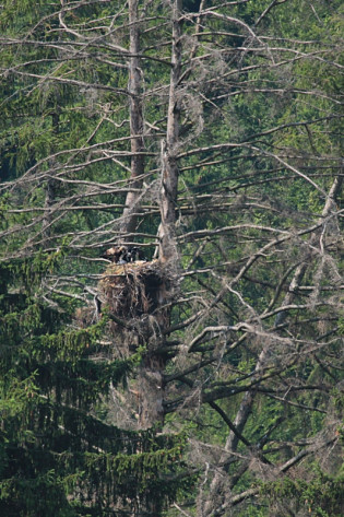 BieleKarpaty_A.ch._19.6.2019_mlada.jpg