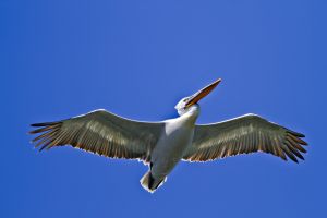 Dalmation pelican Pelecanus crispus credit info DDBRA small