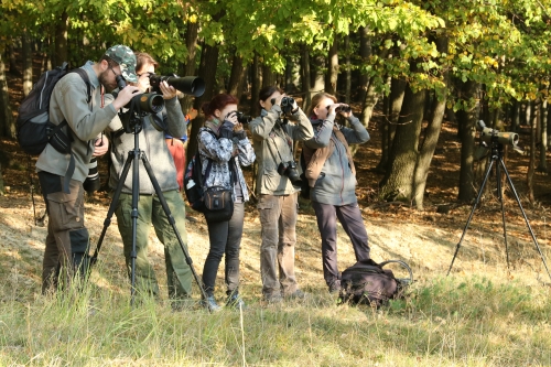 20210504 vtaci maraton ilustracne foto zdroj watching sk zmensene