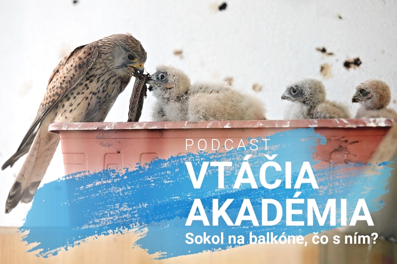 Prvý podcast o vtáctve sa volá "Vtáčia akadémia"