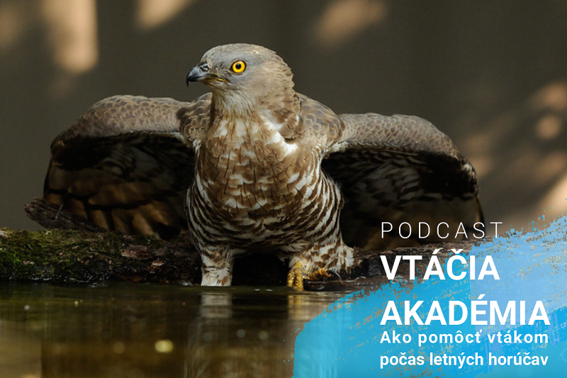 Podcast "Vtáčia akadémia": Ako pomôcť vtákom počas letných horúčav?