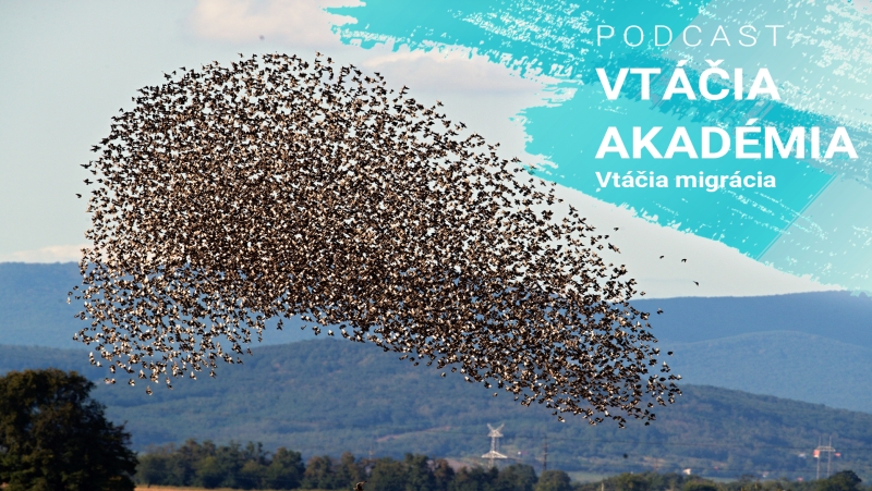 Podcast "Vtáčia akadémia": Vtáčia migrácia
