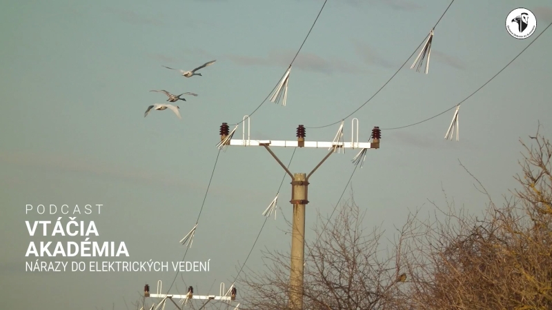 Podcast Vtáčia akadémia: Nárazy do elektrických vedení