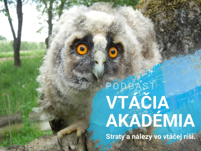 Podcast "Vtáčia akadémia". Straty a nálezy vo vtáčej ríši. 