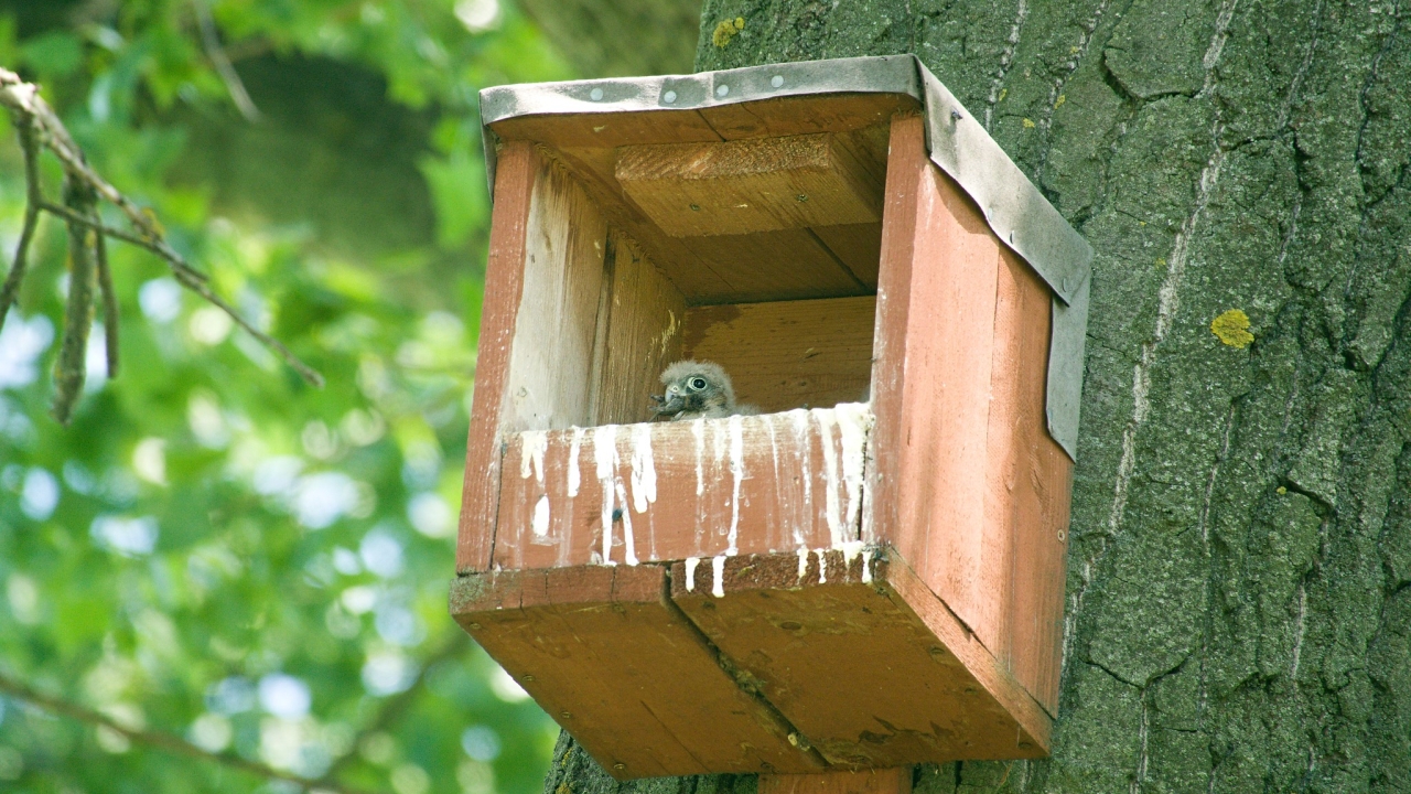 Zachovanie a zlepšenie hniezdnych podmienok pre sokola myšiara (Falco tinnunculus) na Hornej Nitre