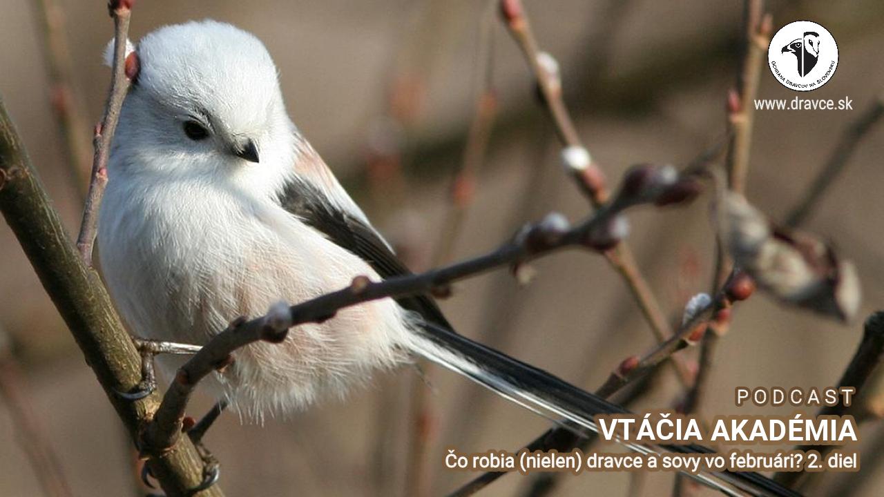 Vtáčia akadémia: Čo robia (nielen) dravce a sovy vo februári? 2. diel