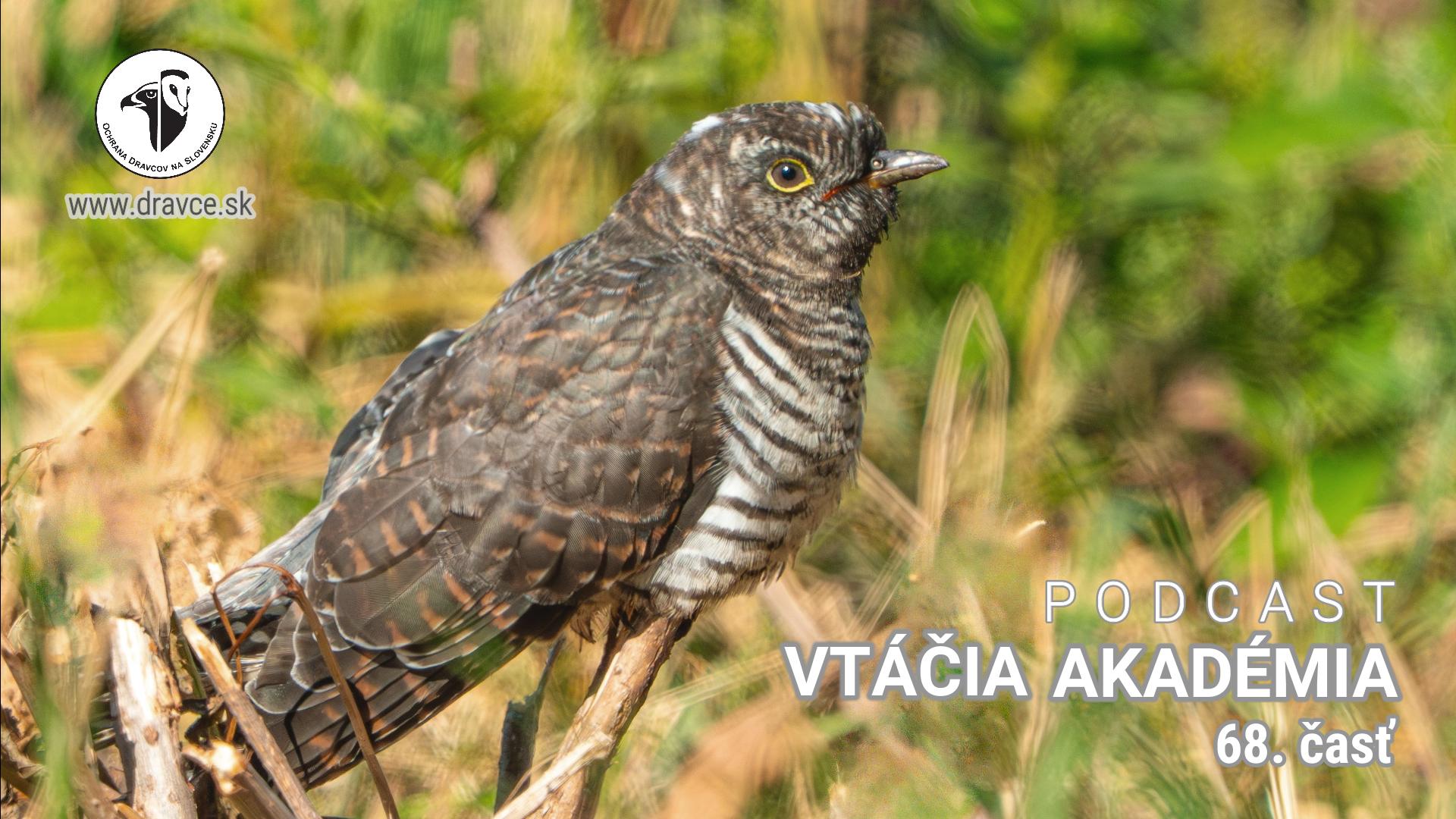 Vtáčia akadémia: Vtáky nesadajú na ihličnaté stromy, lebo sa popichajú na ihličí? To je mýtus.