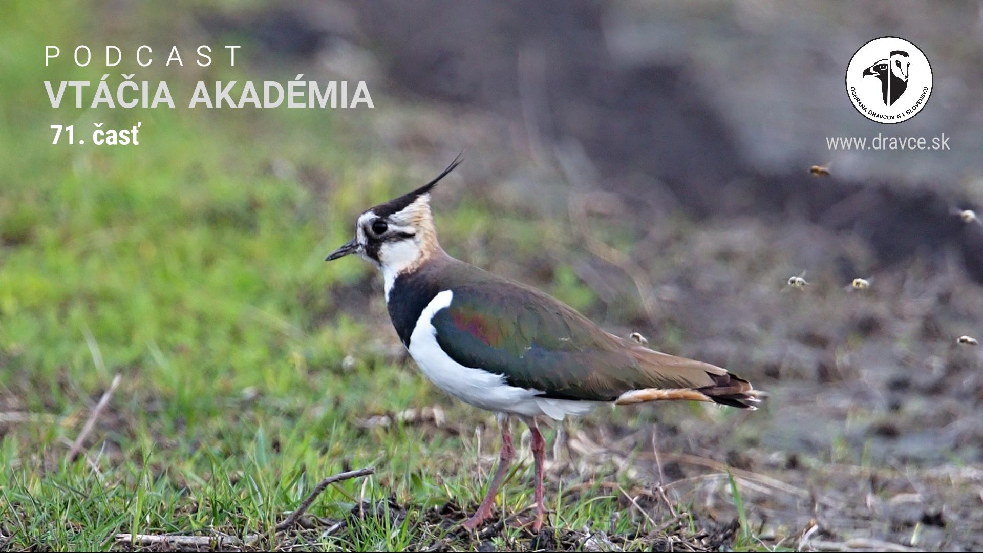 Vtáčia akadémia: Pani Dona zo San Antonia objavila vtáčieho kríženca a odborníci padli na zadok