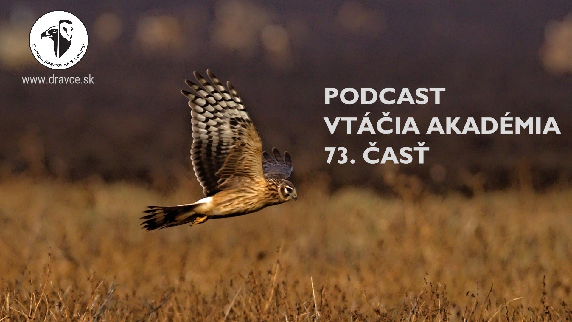 Vtáčia akadémia: Máme informácie z prvej ruky o odchyte kolibiarika stužkatého, ktorý bude 381 vtáčím druhom na Slovensku