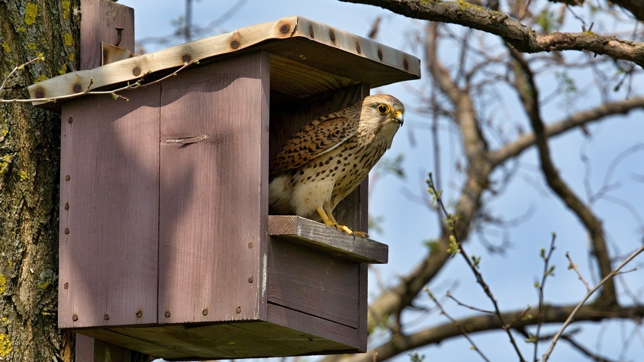 Zlepšenie hniezdnych podmienok pre sokola myšiara (Falco tinnunculus) na Ponitrí