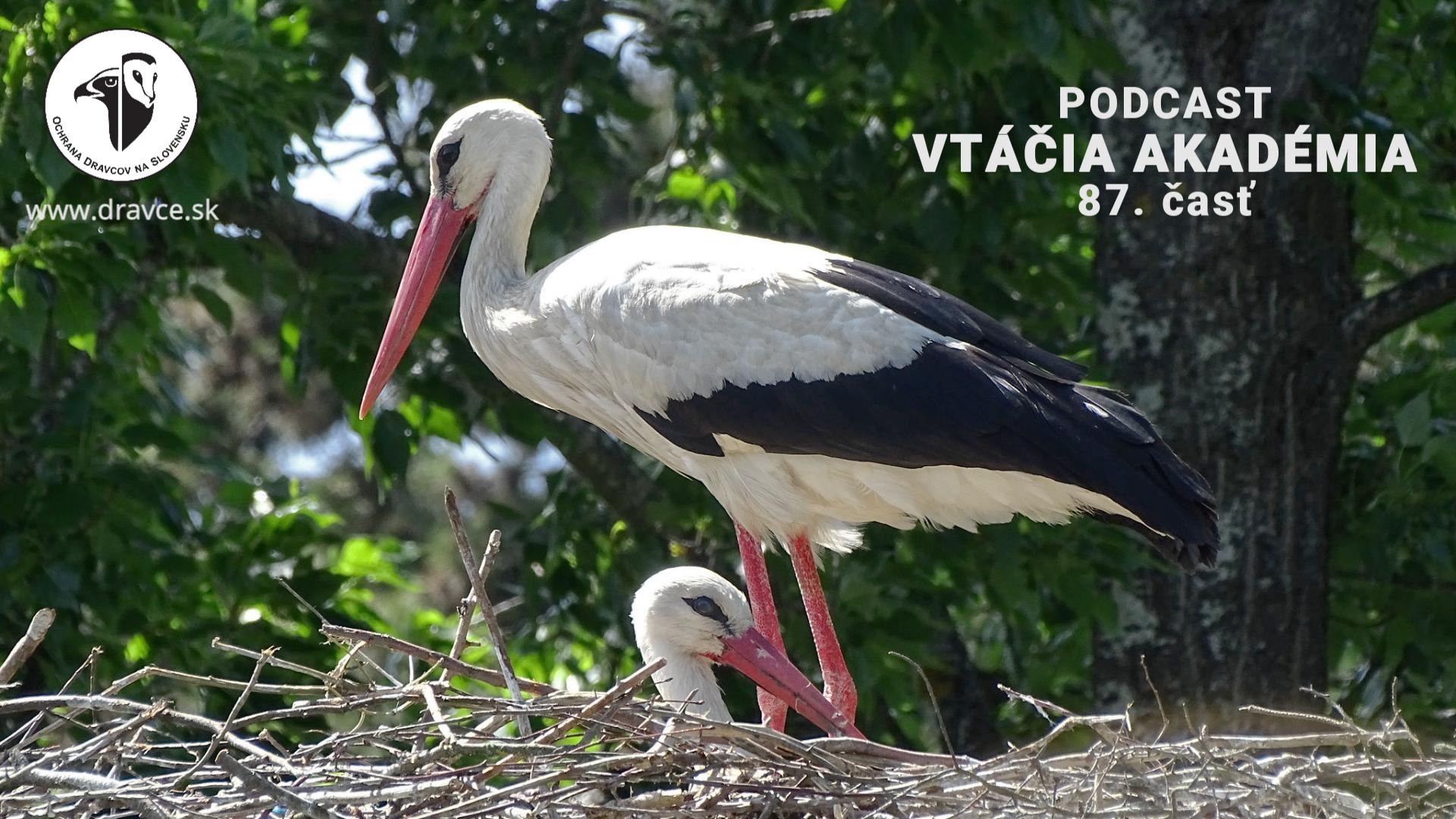 Vtáčia akadémia: Od Tatier k Dunaju bociany skúmajú