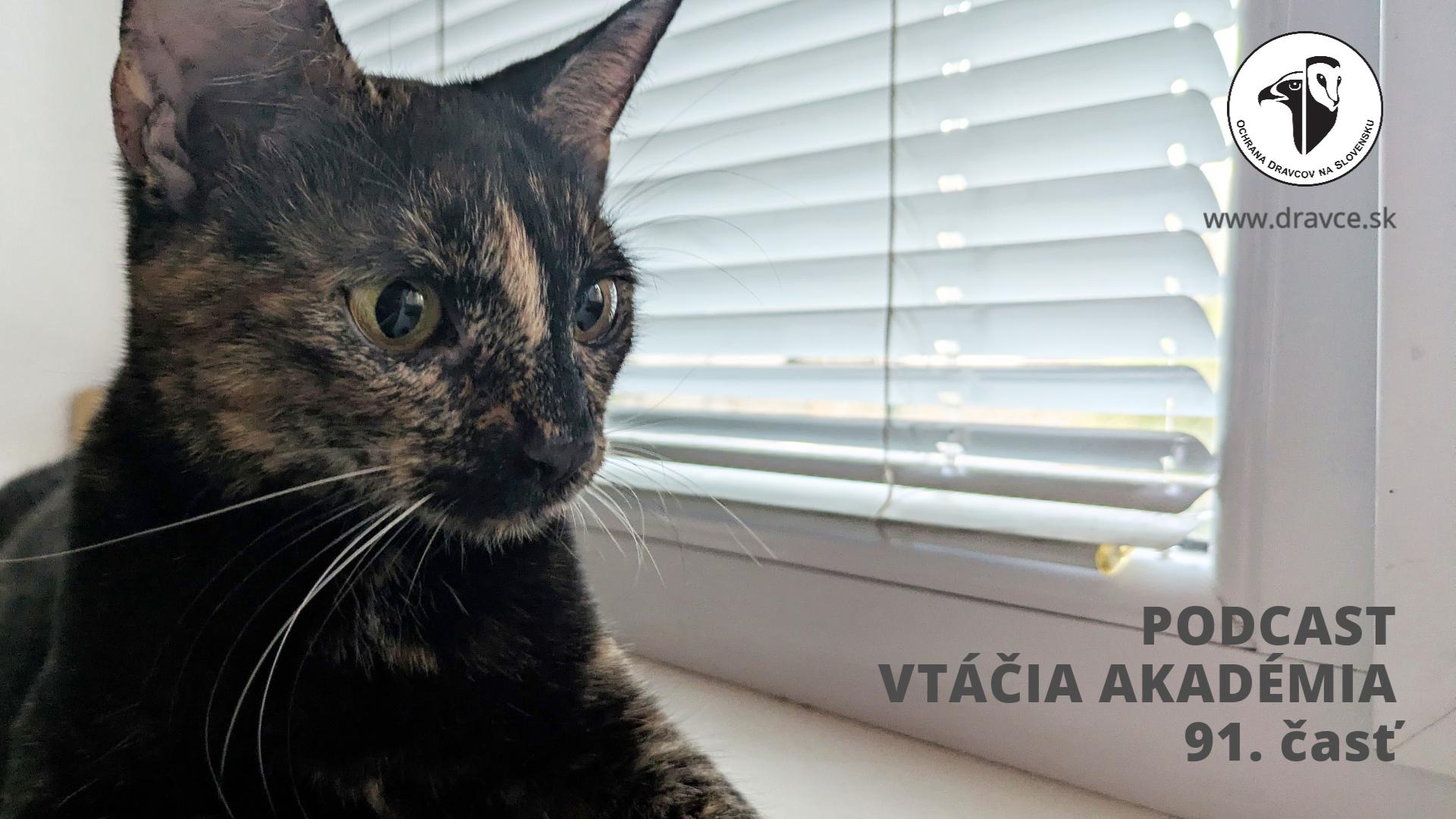 Vtáčia akadémia: Prečo vtáky migrujú v noci?