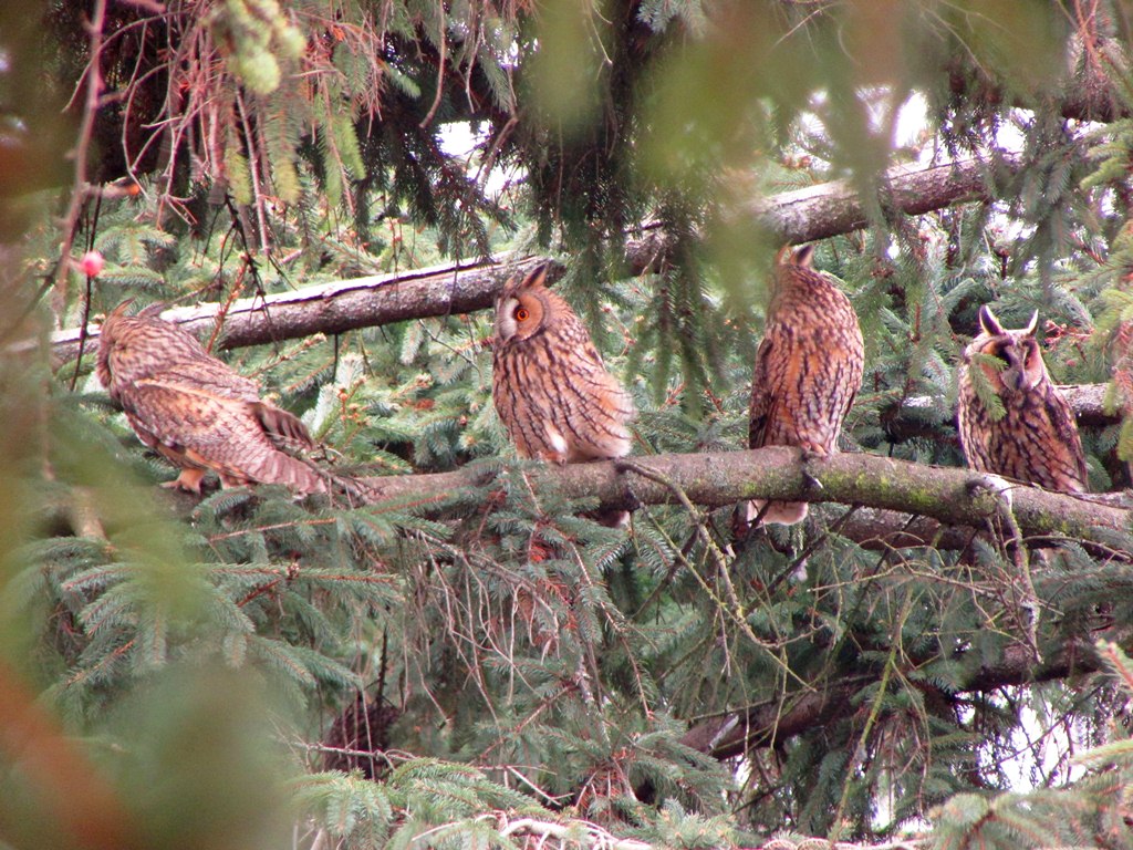 Myšiarky ušaté na zimovisku v Lužiankach (foto: N. Staňová) 