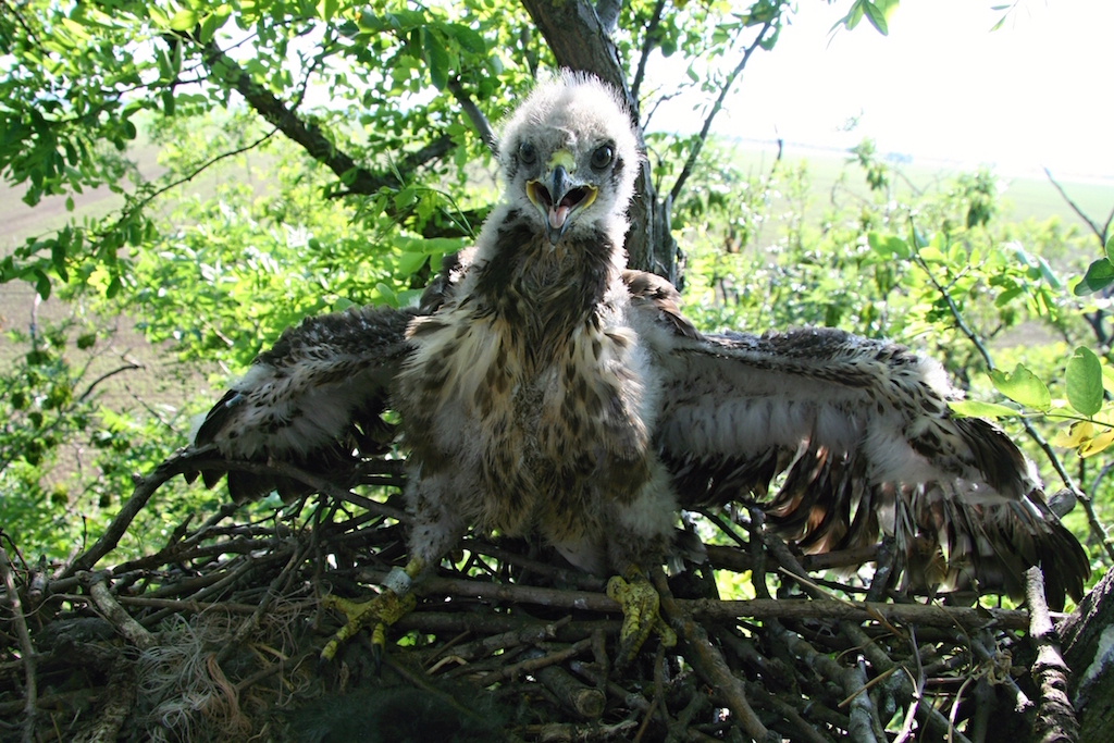 02 Buteo 4.6.2015 Sysľ.polia