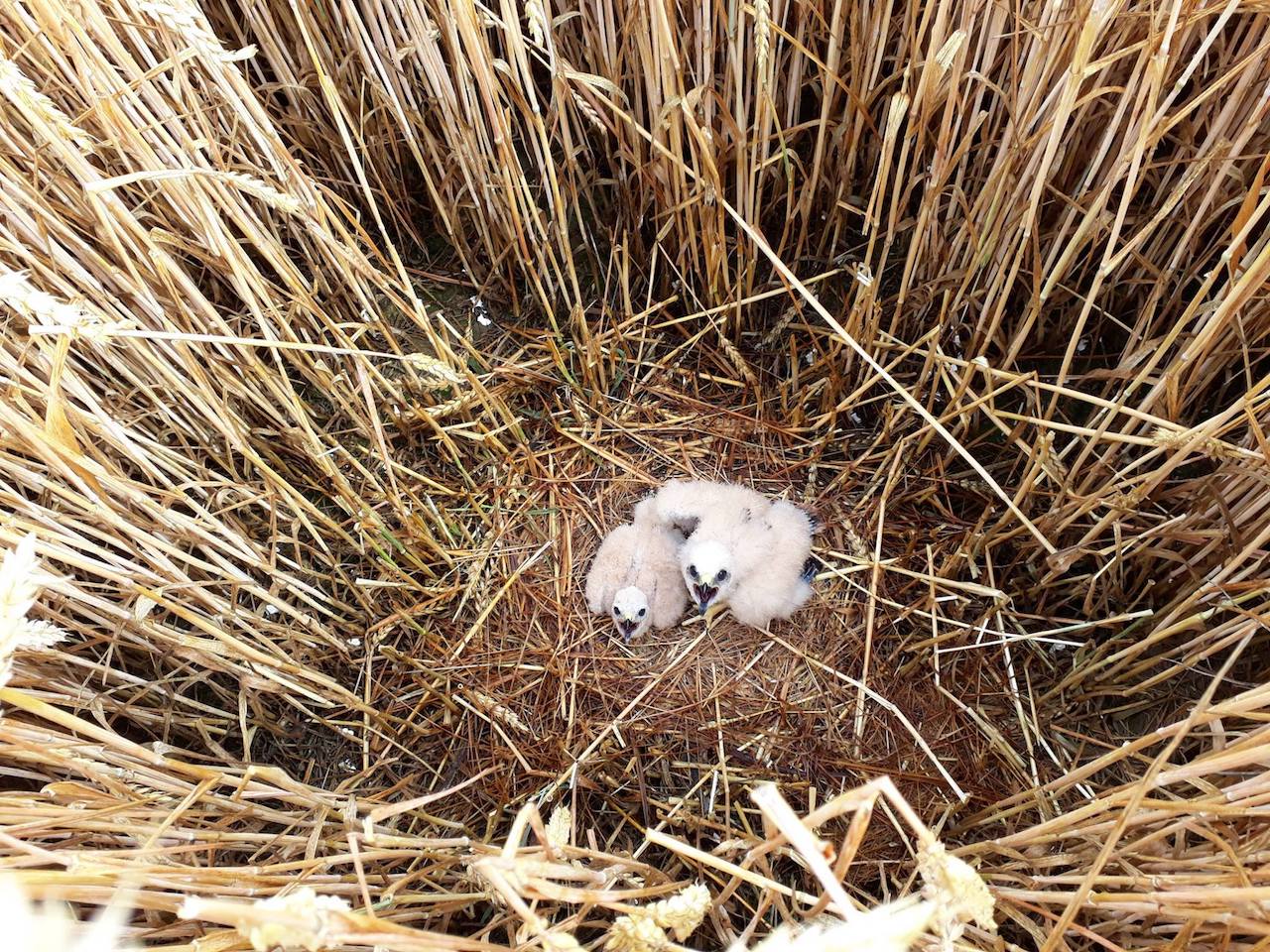Mláďatá v hniezde. Foto M. Noga