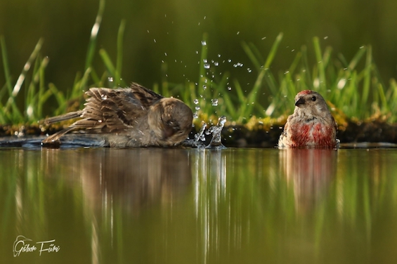 Aj vtáky potrebujú piť – pomôžeme im napájadlom