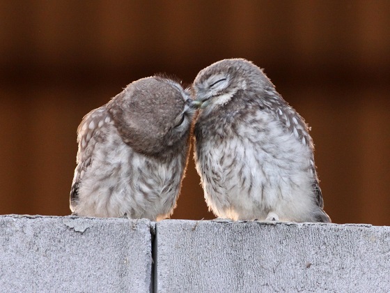 Vtáky si „valentínky“ neposielajú, o samice sa uchádzajú inak