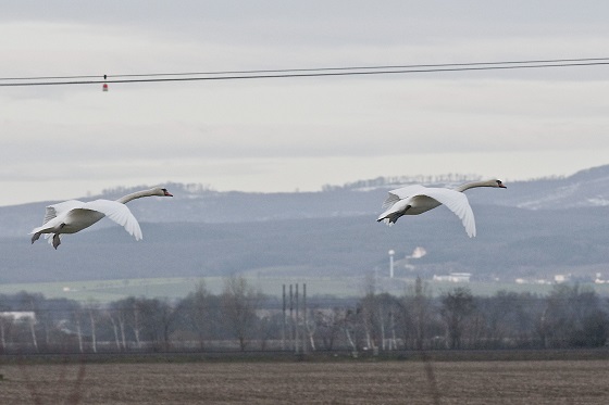 Public Energy for Birds! 