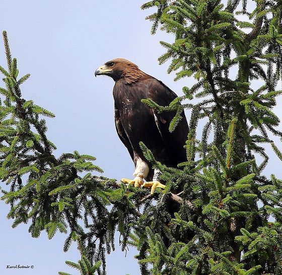Čo ukázali kontroly hniezd orlov skalných a orlov krikľavých v roku 2019