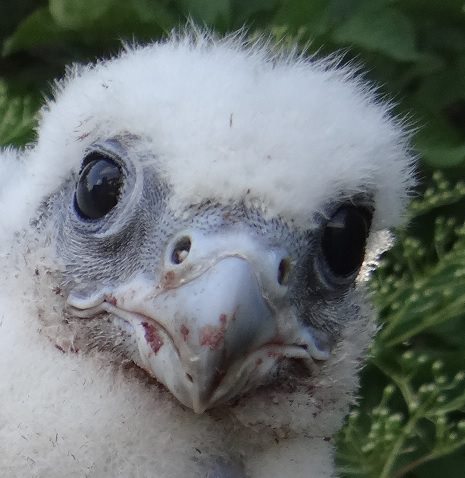 Bez pomoci ľudí by sokol rároh na Slovensku vyhynul