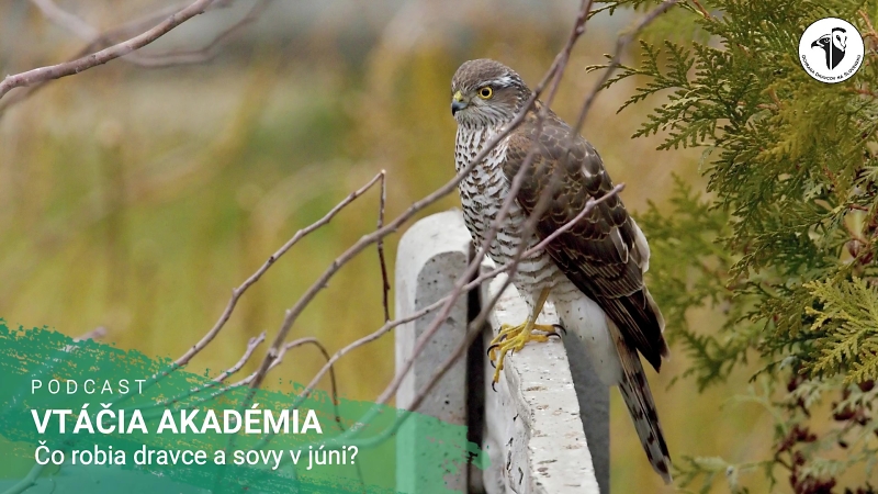 Vtáčia akadémia: Čo robia dravce a sovy v júni?