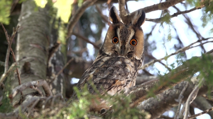 myšiarka ušatá (Asio otus)