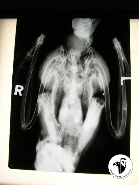 RTG samice orla kraľovského s piatimi brokmi v tele