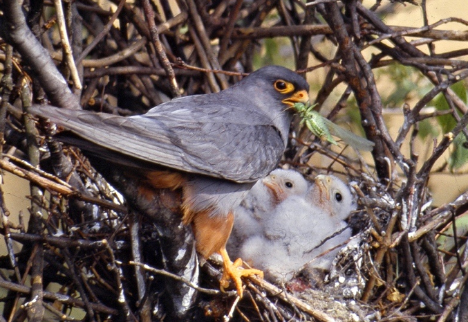 Falco vespertinus - J Chavko